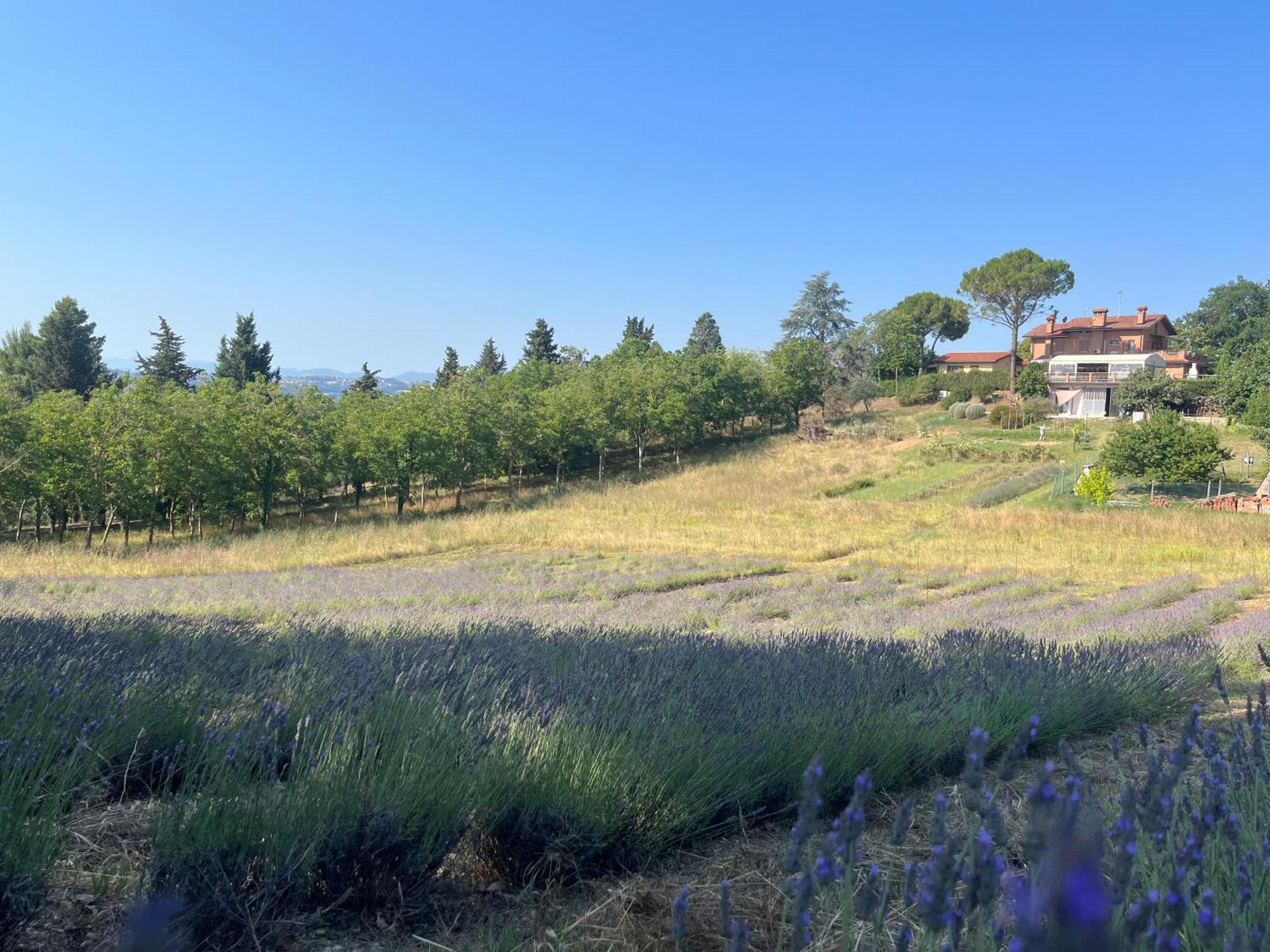 Agriturismo Villa Beatrice Mondavio Eksteriør bilde